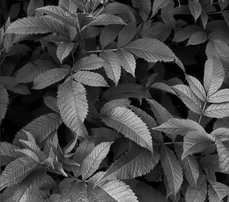 Foliage details